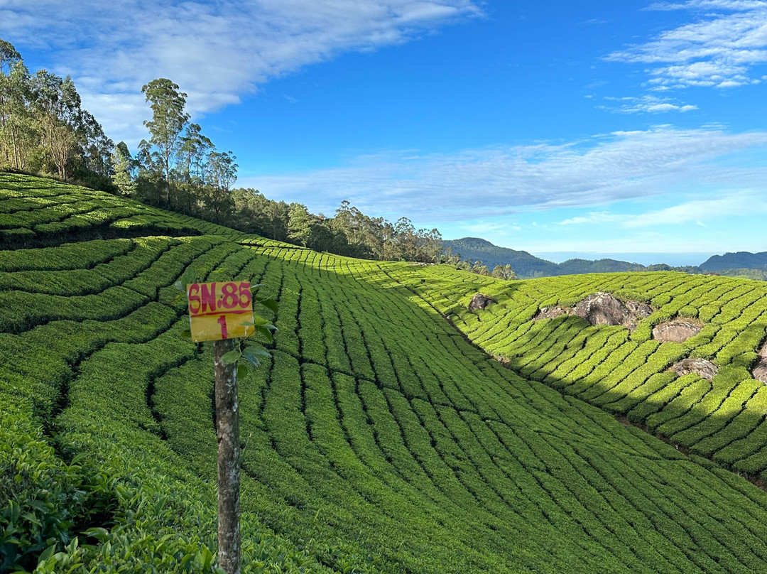 D Trek Munnar Adventure景点图片