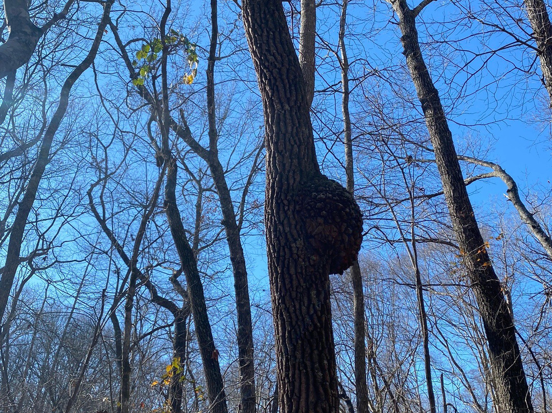 Natchez Trace State Park-Wildersville必去景点
