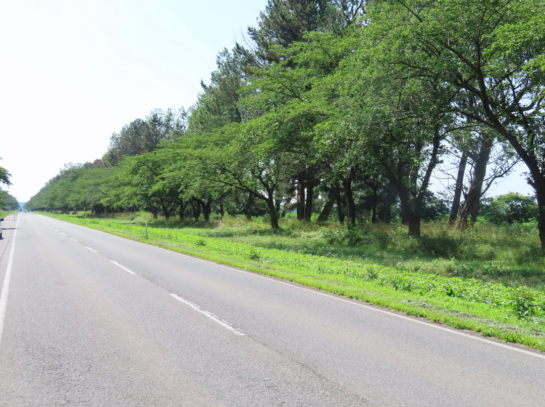 Nanohana Road景点图片