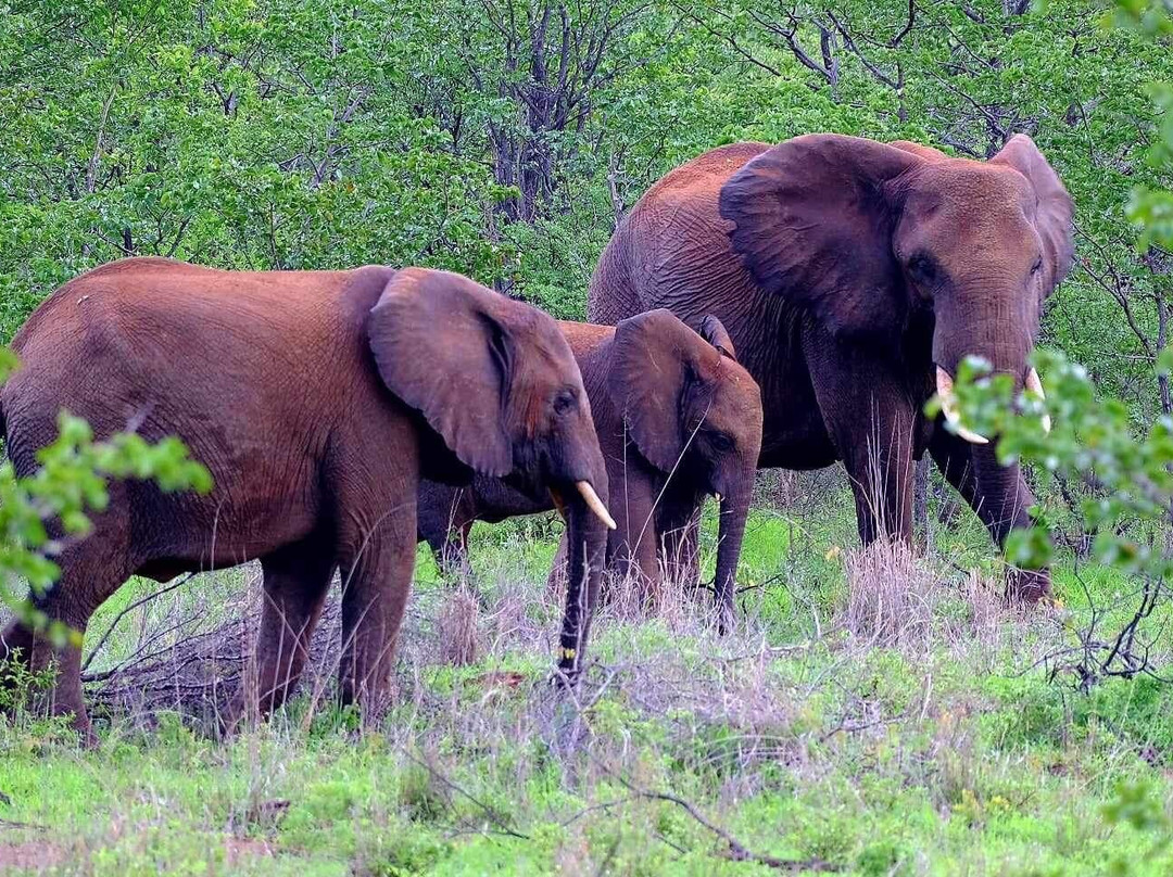 Victoria Falls Private Game Reserve景点图片