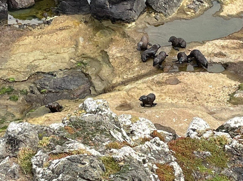 Clearwater Wildlife Tours-但尼丁必去景点