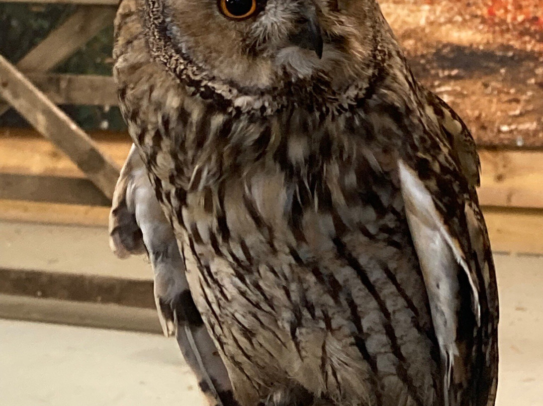 Shropshire Falconry Ltd景点图片