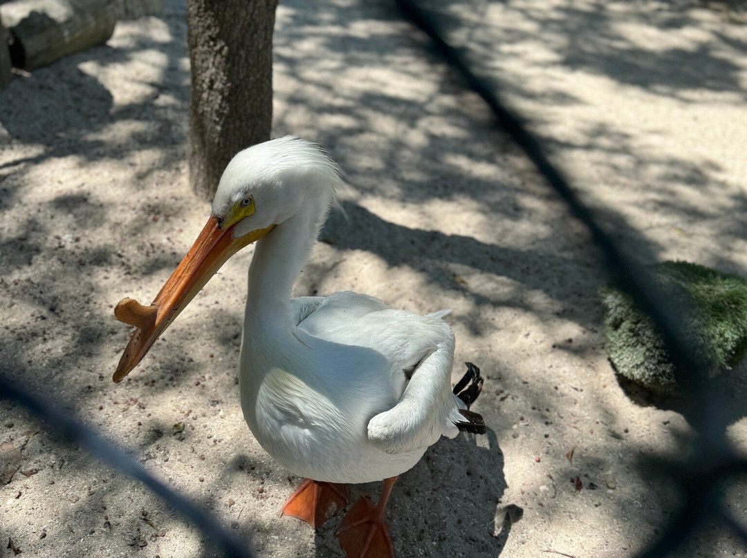 Seaside Seabird Sanctuary-Indian Shores必去景点