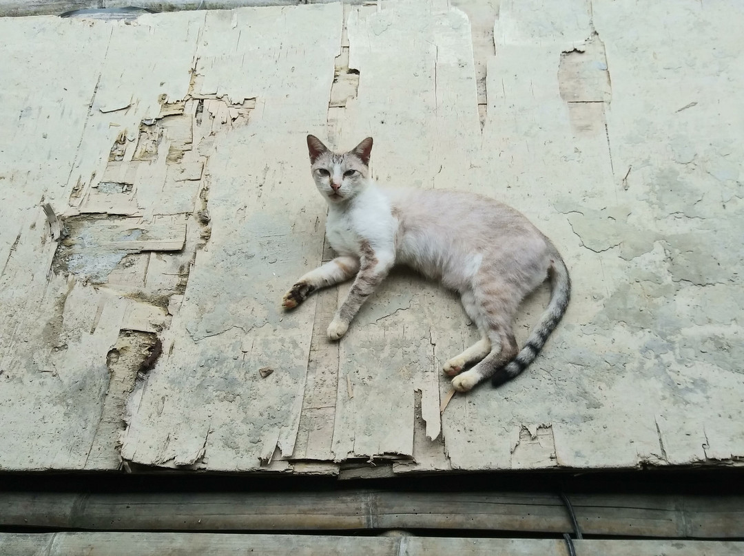 Annah Rais Longhouse Adventure-古晋必去景点