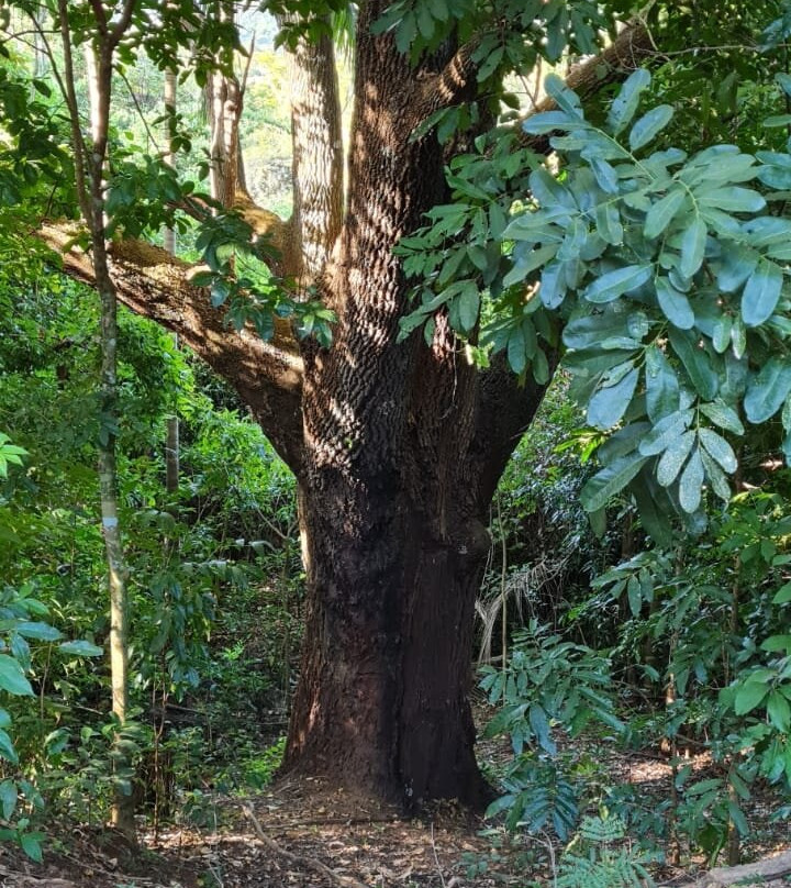 Pousada Fazenda Peroba Rosa主图