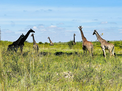 Big Cats Safari-那格浦尔必去景点