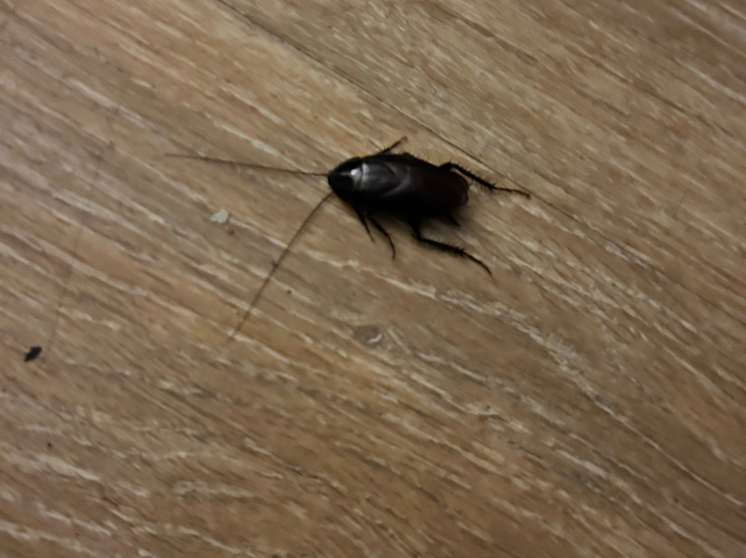 Red Roof Inn & Suites Jacksonville Nc主图