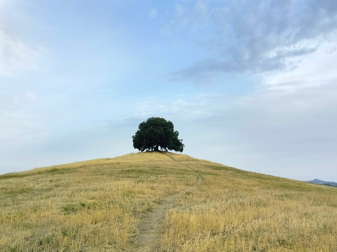 Fattoria Pieve A Salti主图