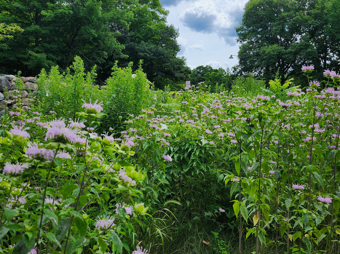 Emerson-Thoreau Amble-康科德必去景点
