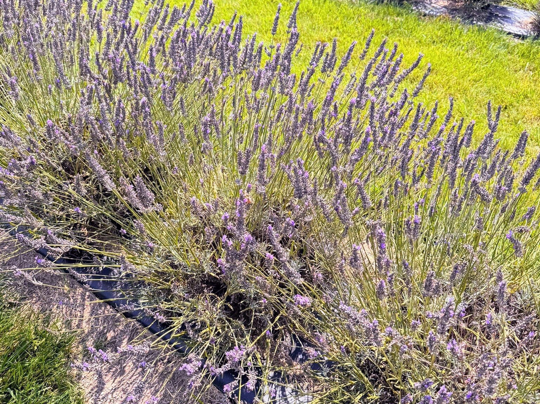 Purple Haven Lavender Farm-Haldimand必去景点
