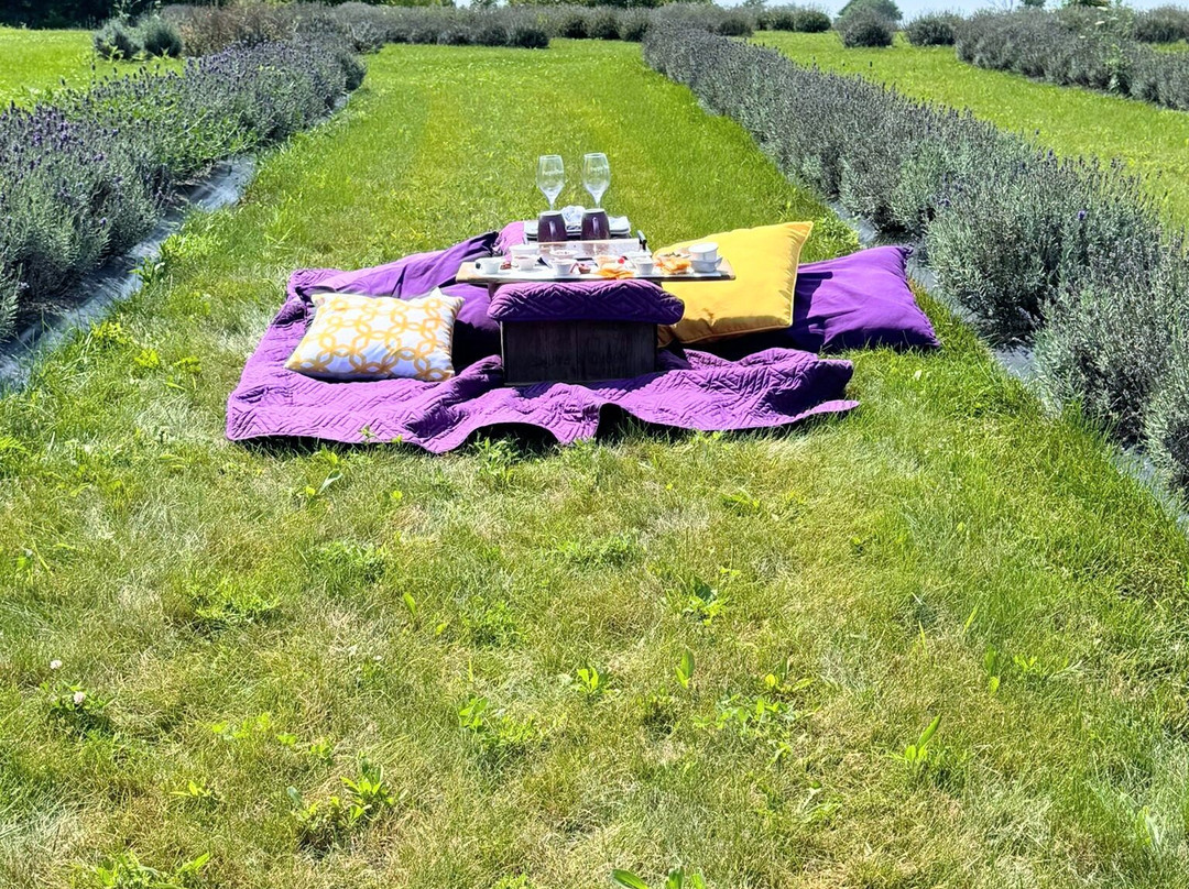 Purple Haven Lavender Farm-Haldimand必去景点