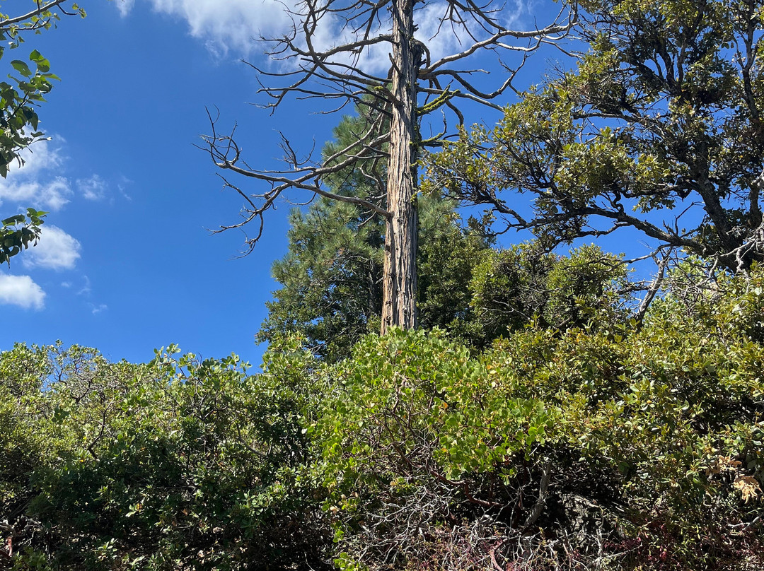 Pinecrest Lake景点图片