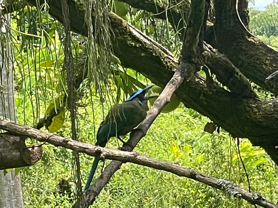 Orchids & Birds Finca Romelia-Manizales必去景点