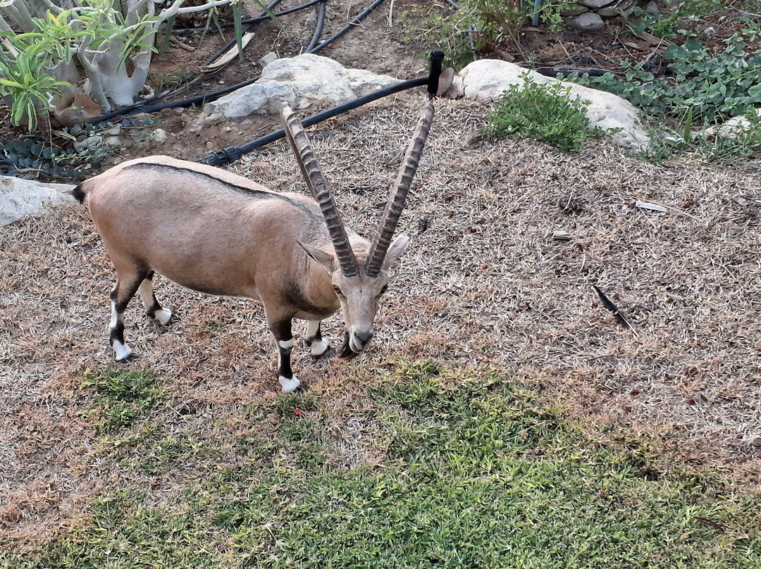 茵格德克布兹酒店主图