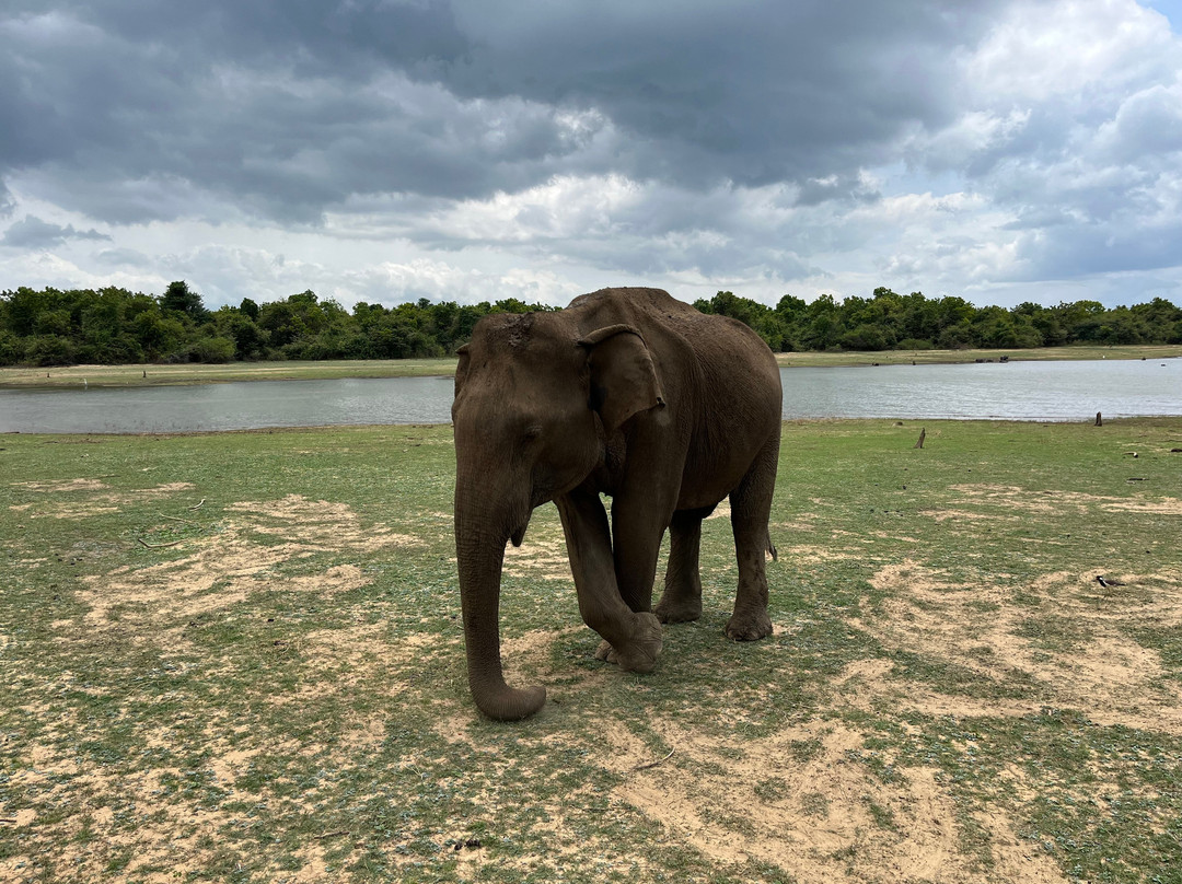 SriLanka Best Safari Udawalawe National Park-乌达瓦拉瓦必去景点