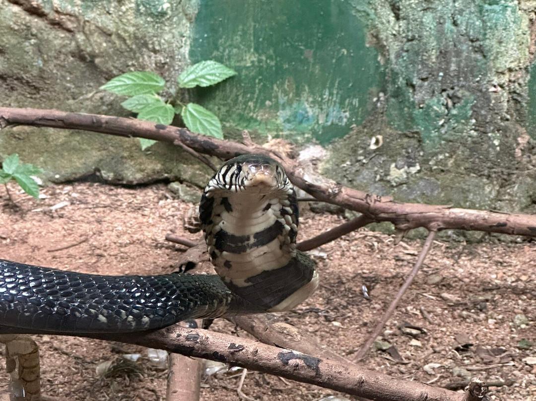 Uganda Reptile Village-恩德培必去景点