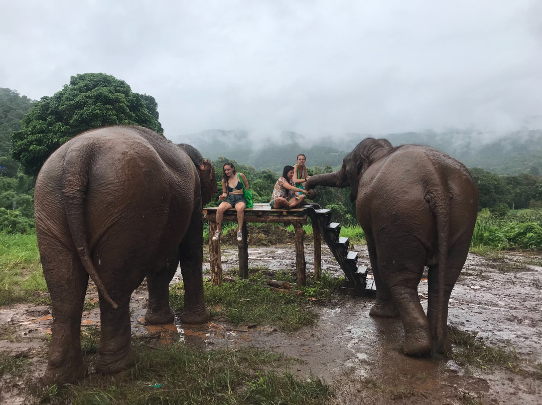 Pon Elephant Thailand景点图片