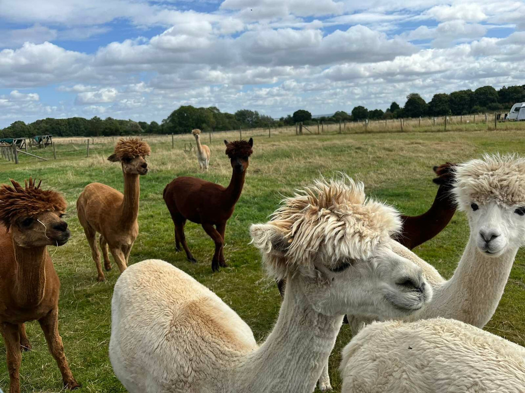 Abbotts View Alpacas景点图片