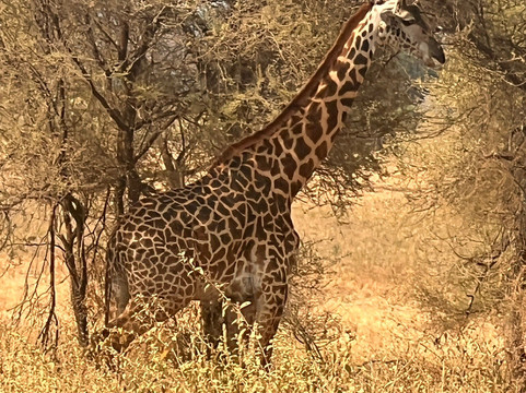 Sali Safaris-阿鲁沙必去景点