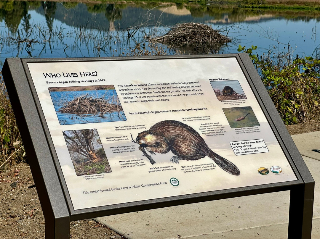 Friends of Ford's Pond景点图片