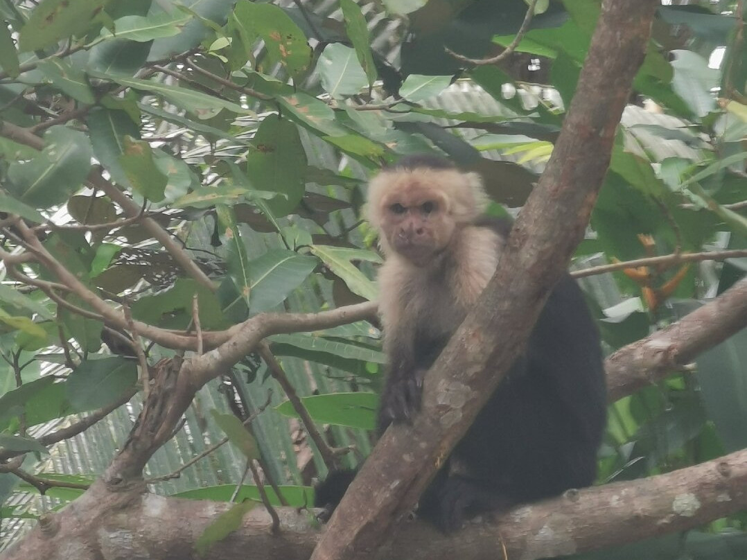 Monkey Mangrove Tour景点图片