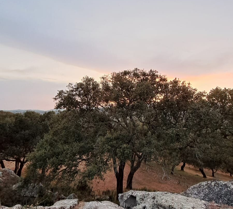 Azienda Agrituristica Chicchiritanos主图