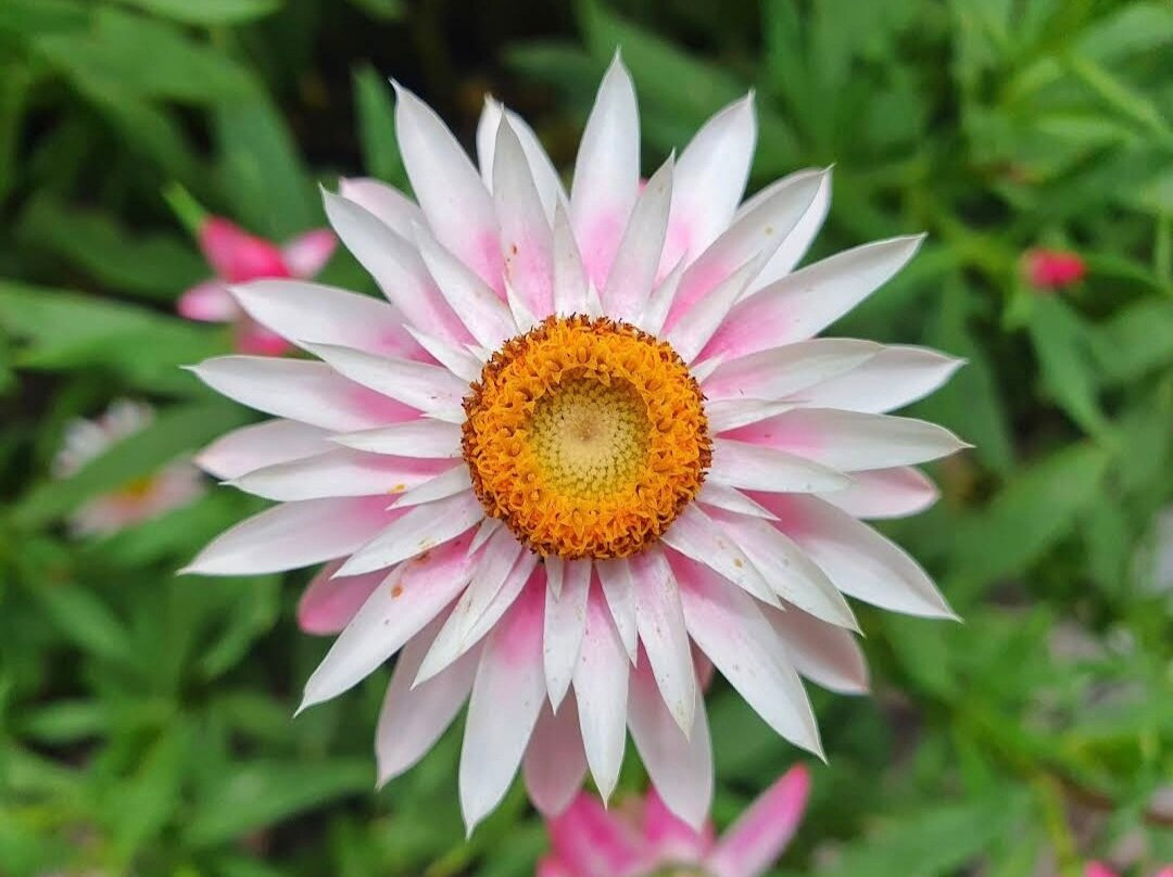 Mt Toolbrunup-Stirling Range National Park必去景点