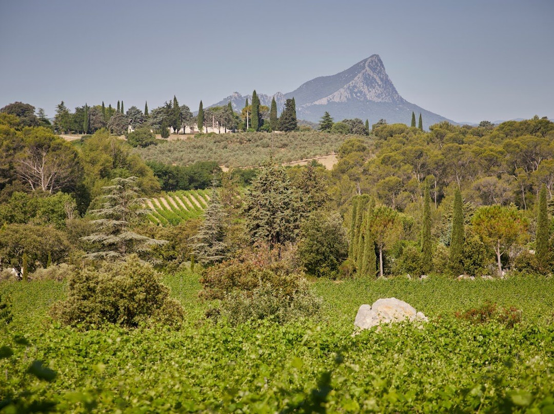 Domaine Mas De Martin景点图片