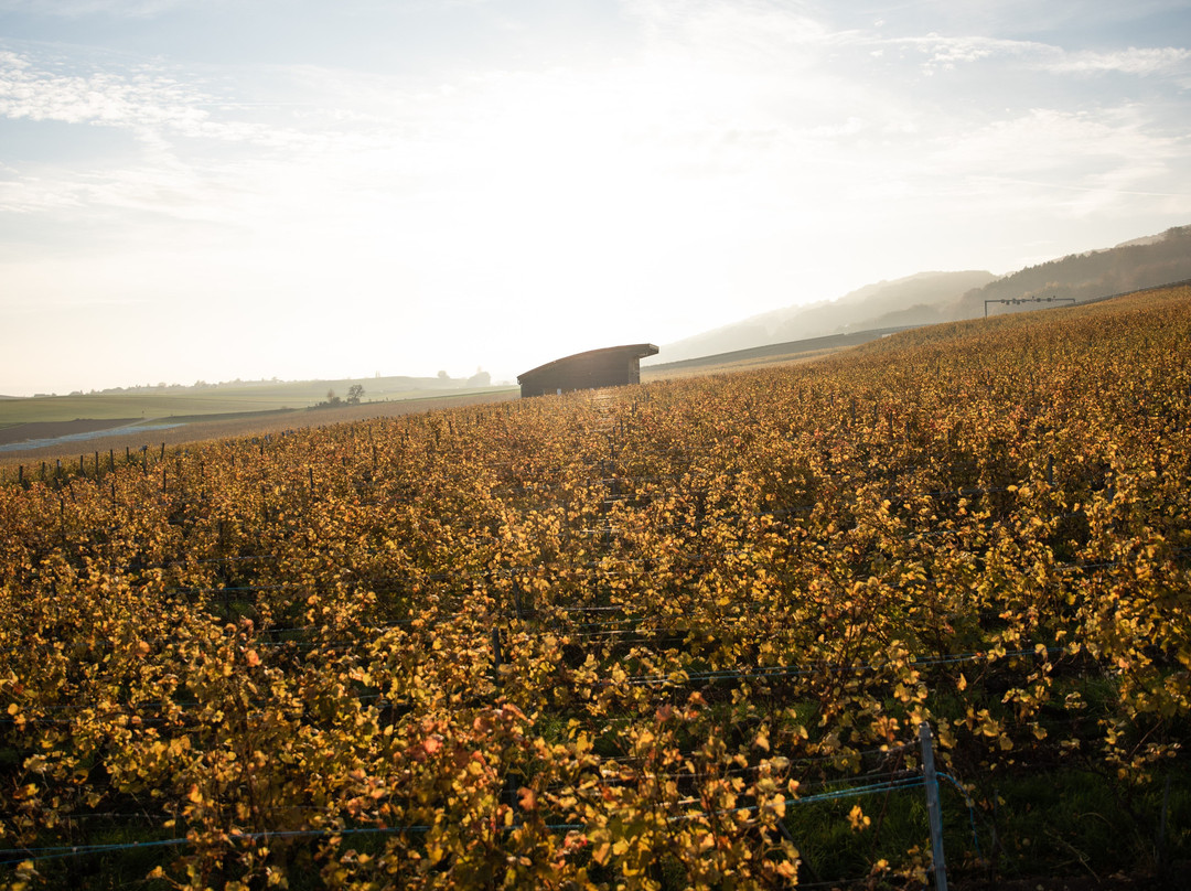 Domaine De Gourmandaz