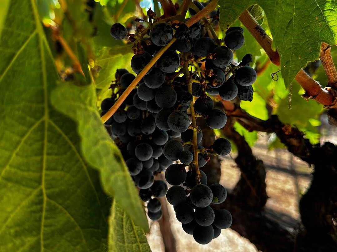 Lechuza Vineyard景点图片