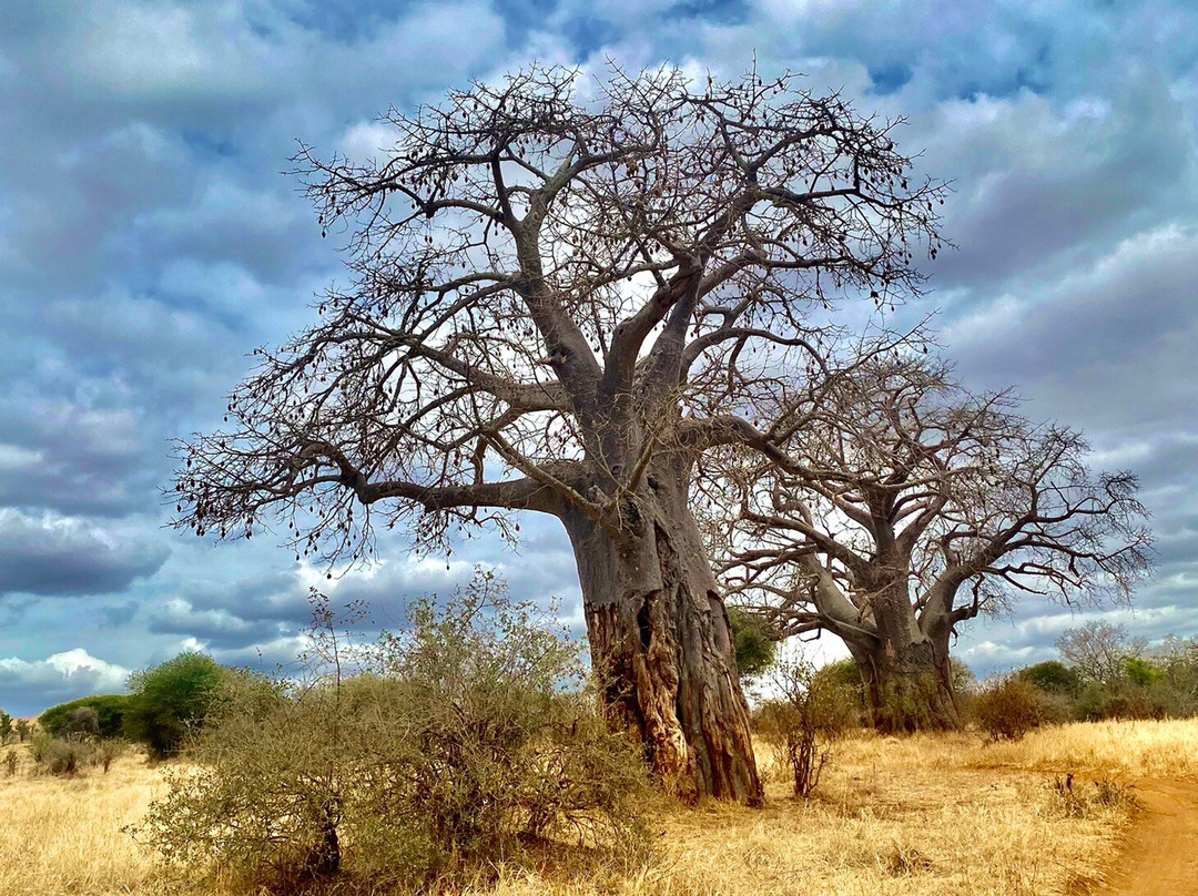 World Lineage Safaris-内罗毕必去景点