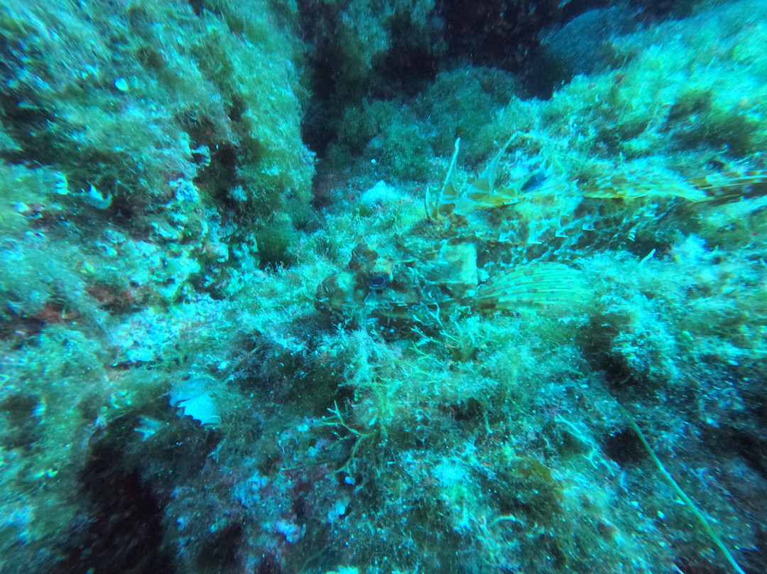 Orcasub Ibiza Diving Center景点图片