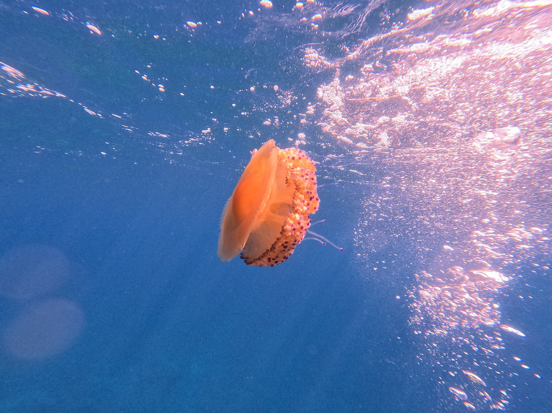 Orcasub Ibiza Diving Center景点图片