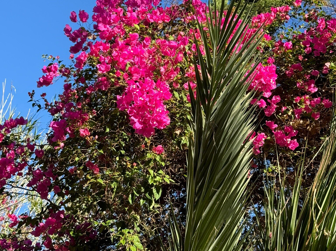 Parque El Palmeral景点图片
