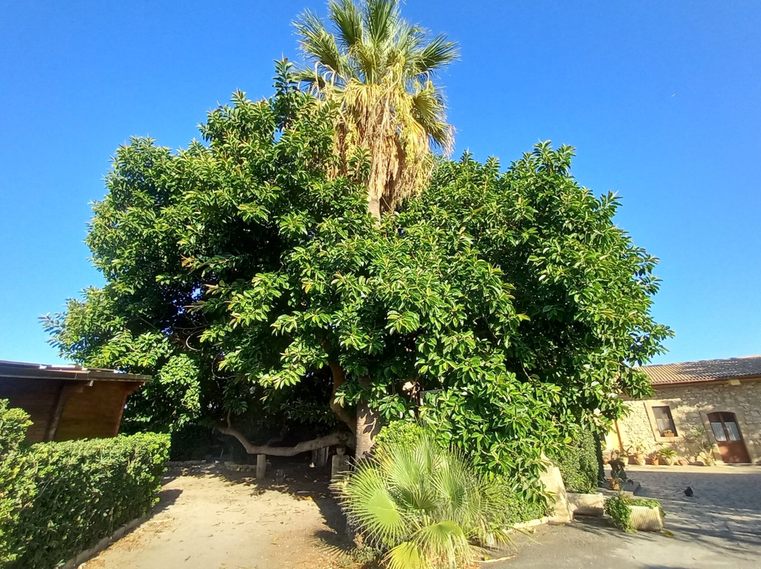 Il Giardino del Sole主图