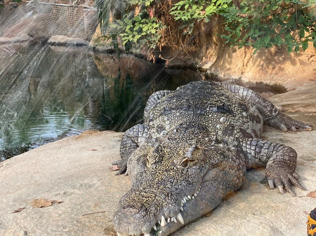 鹿特丹动物园景点图片