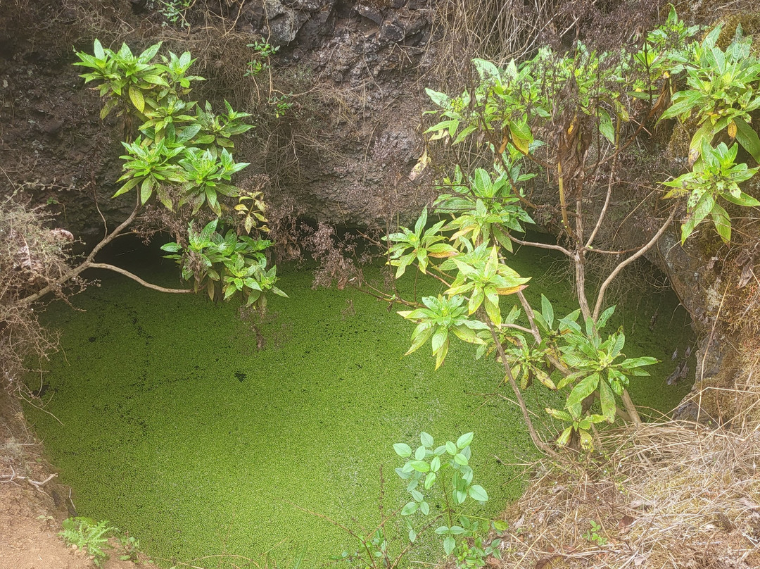 Garoé árbol santo景点图片