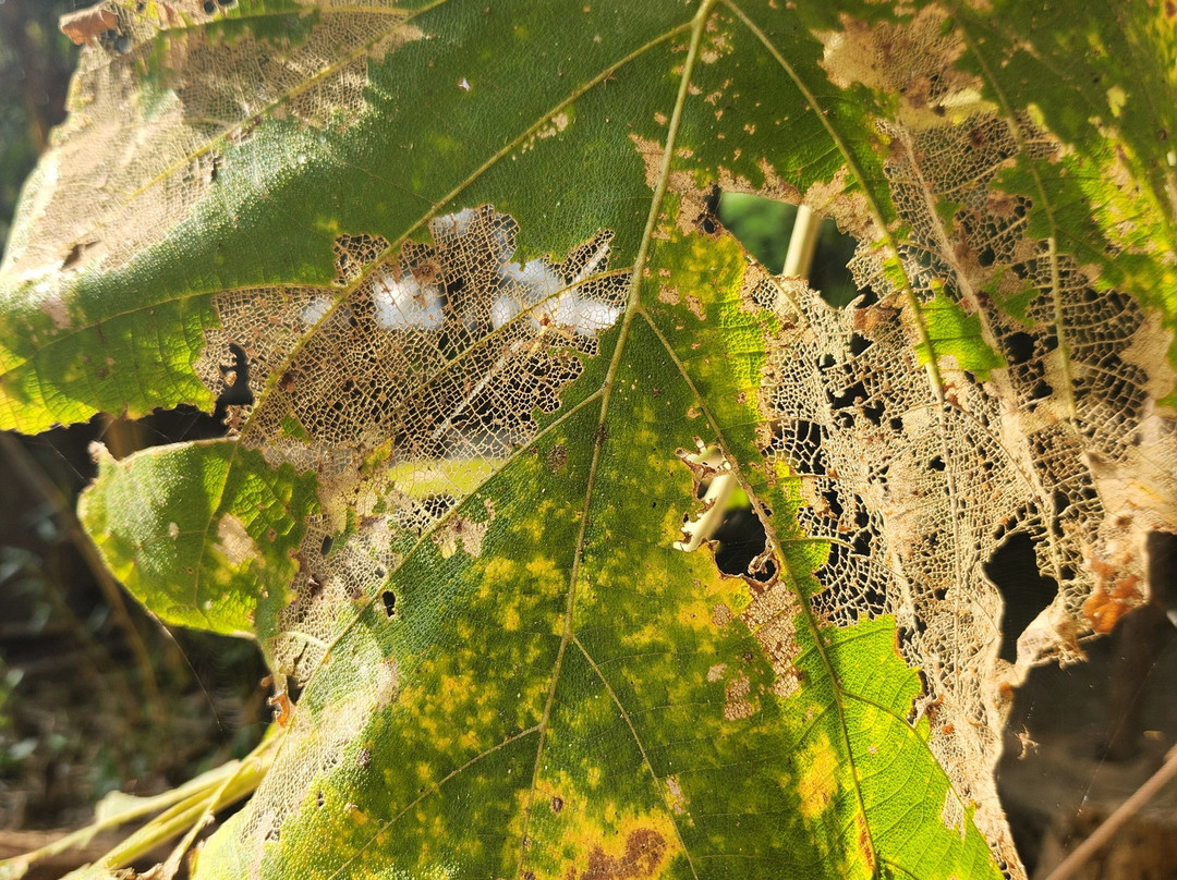 Tuli Tiger Resort主图