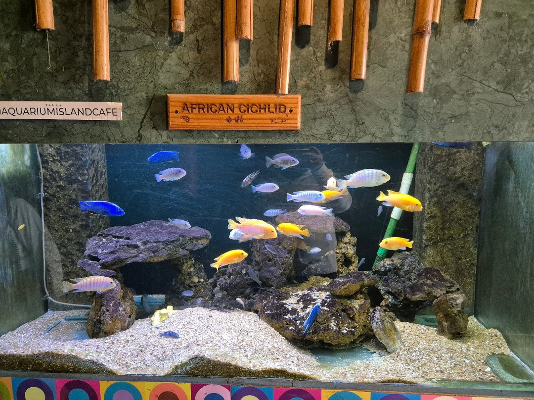 Aquarium Island Cafe Bhimtal-Bhimtal必去景点