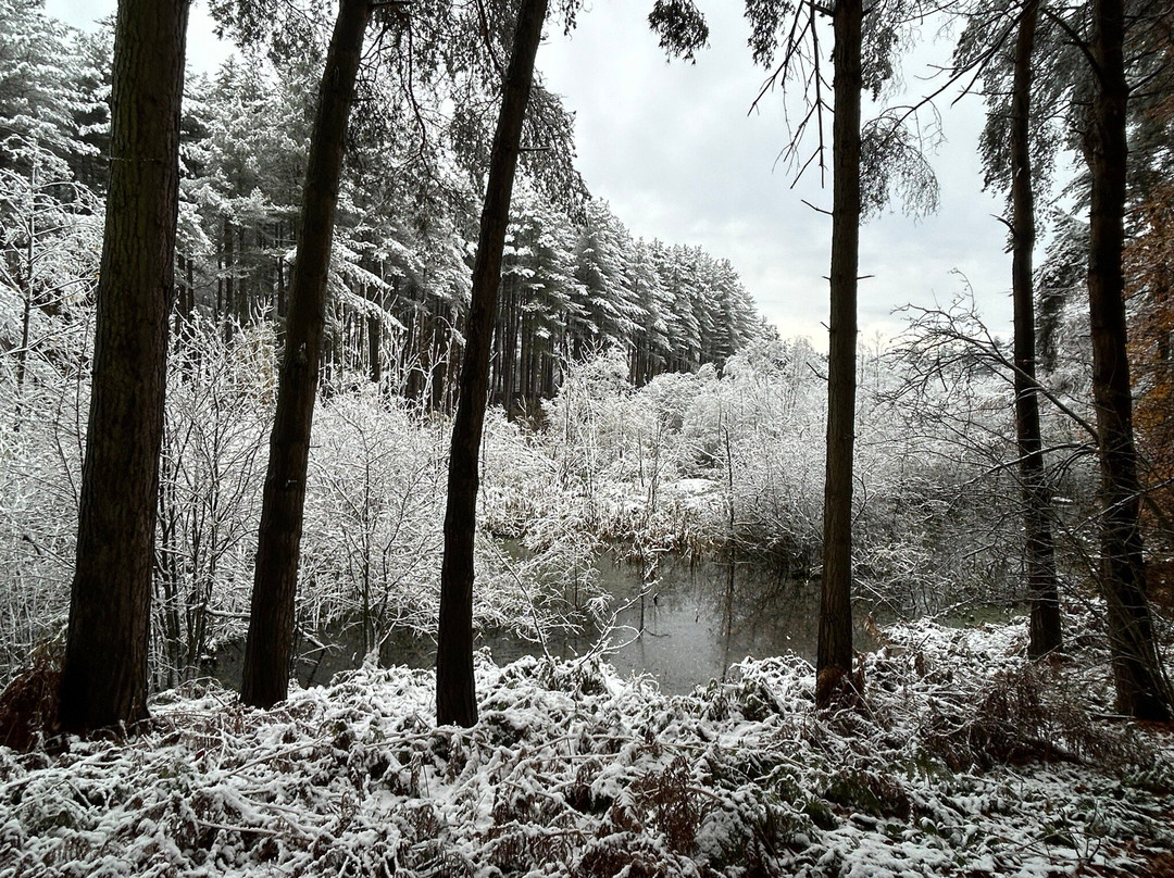 Delamere Forest Park景点图片