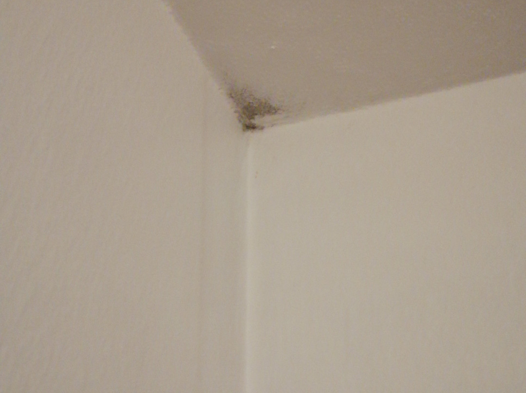 Lipmann am boll主图