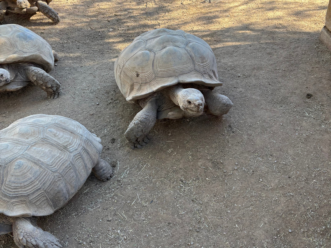 Phoenix Herpetological Sanctuary-斯科茨代尔必去景点