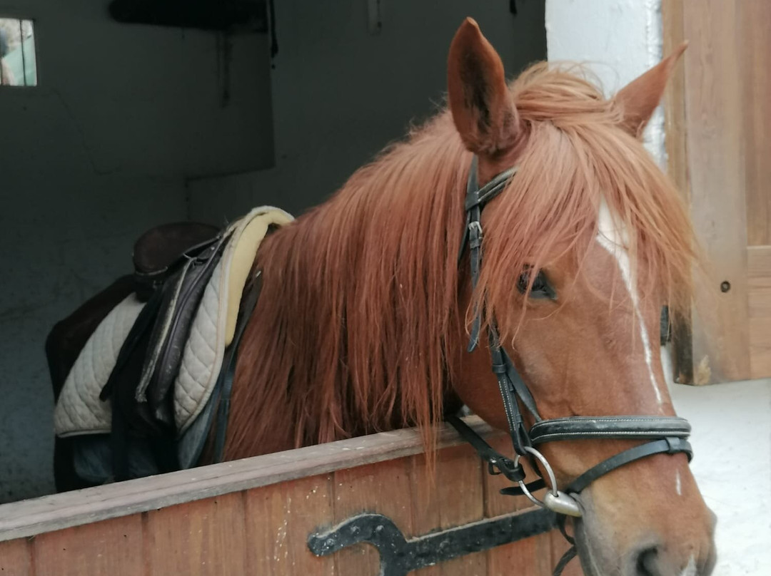 Centre Équestre The Orangers Garden-哈玛麦德必去景点