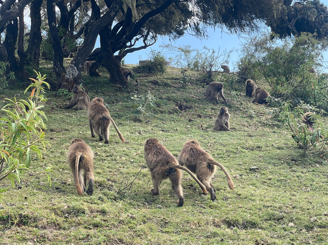 Simien Mountains Trekking with Simon景点图片