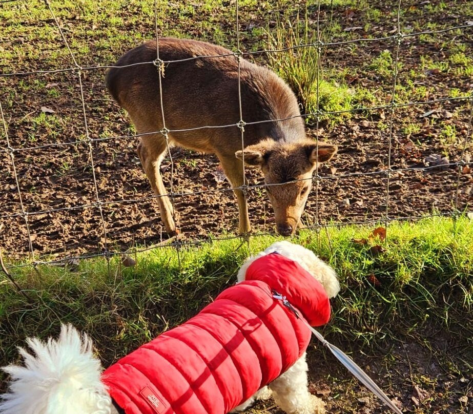 Doneraile Wildlife Park-Doneraile必去景点