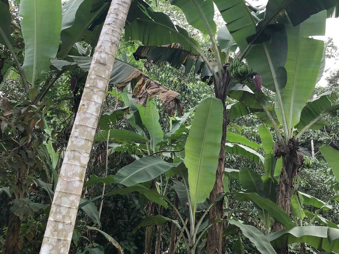 Banana Plantation Tour And Gift Shop景点图片