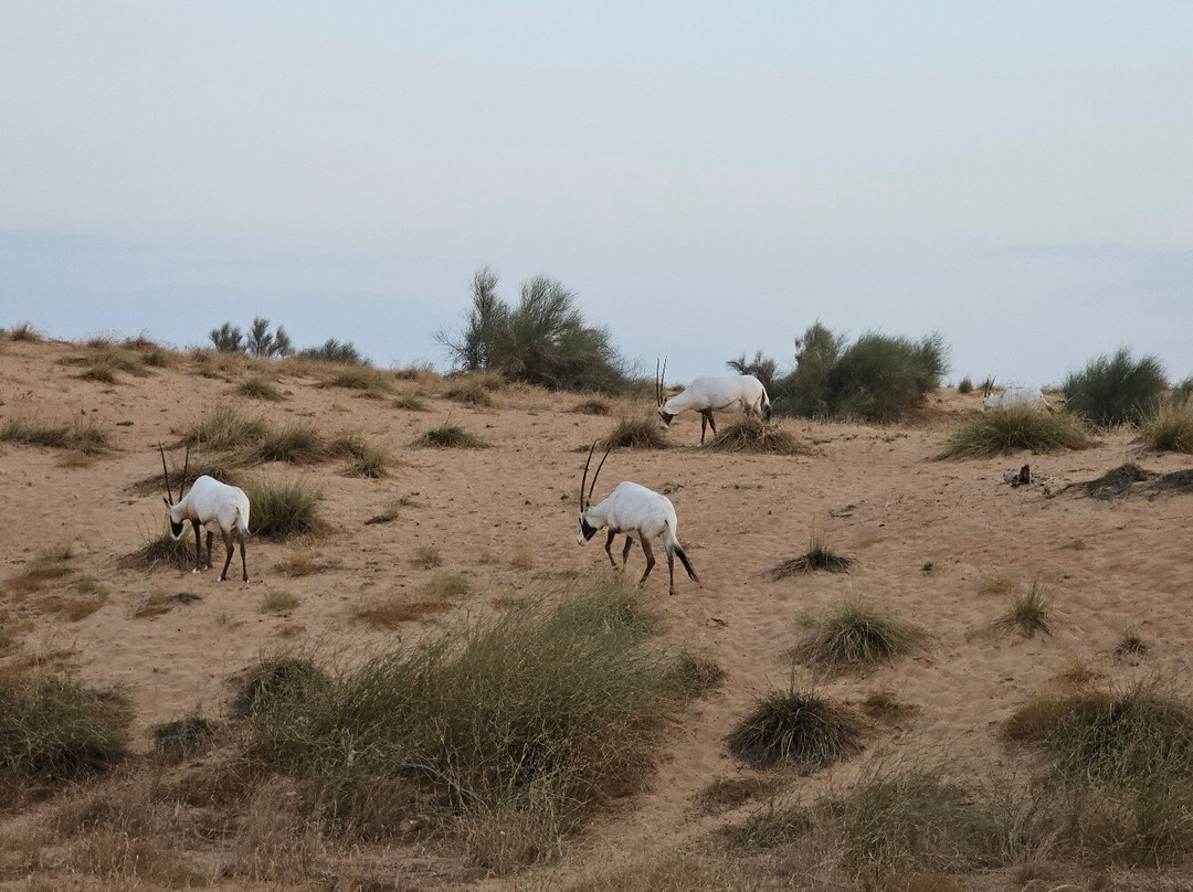Sonara Camp-迪拜必去景点