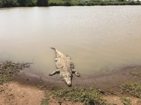 Jimfire Safaris and Transfers-Karen必去景点