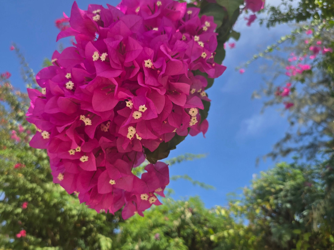 Ecolodge Le Bazouk du Saloum主图