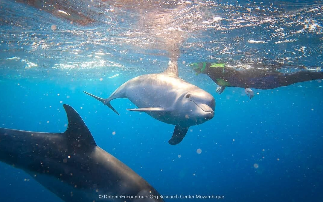 Dolphin Encountours Research Center景点图片